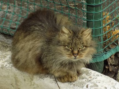 Kedi kedisi (Latince Felis Silvestris catus), kedigiller (Felis) familyasından bir kedi türü.)