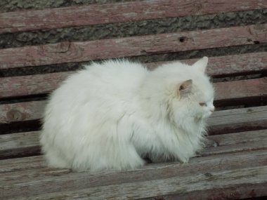 Kedi kedisi (Latince Felis Silvestris catus), kedigiller (Felis) familyasından bir kedi türü.)     