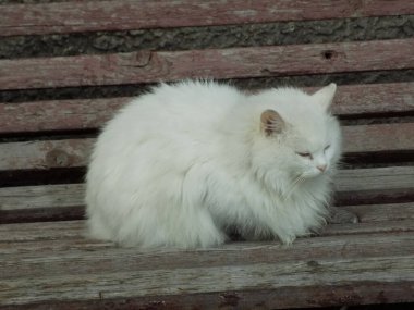 Kedi kedisi (Latince Felis Silvestris catus), kedigiller (Felis) familyasından bir kedi türü.)     