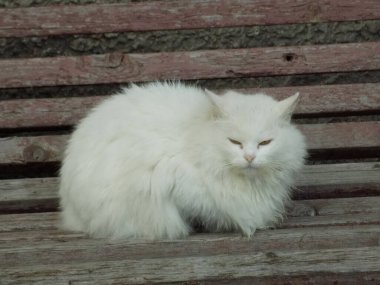 Kedi kedisi (Latince Felis Silvestris catus), kedigiller (Felis) familyasından bir kedi türü.)     