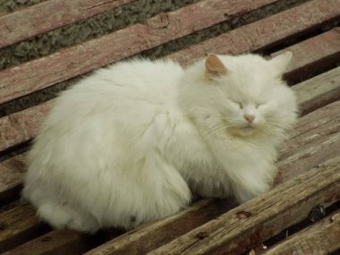 Kedi kedisi (Latince Felis Silvestris catus), kedigiller (Felis) familyasından bir kedi türü.) 