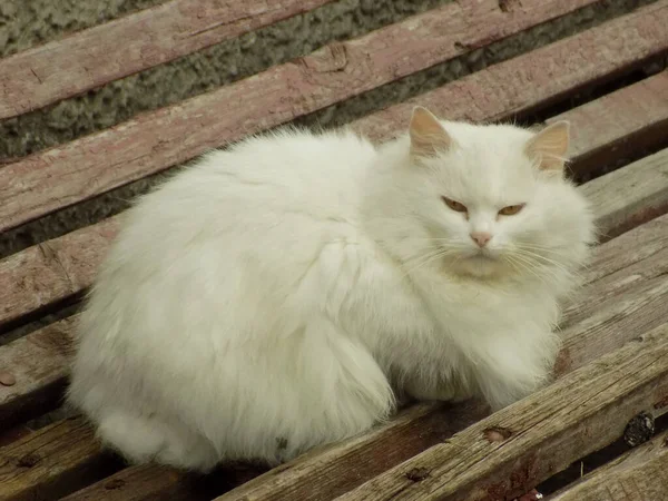 Die Katze Der Katze Oder Katze Der Katze Lateinisch Felis — Stockfoto