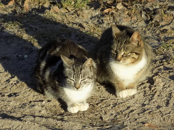 Gato Del Gato Gato Del Gato Latín Felis Silvestris Catus — Foto de Stock