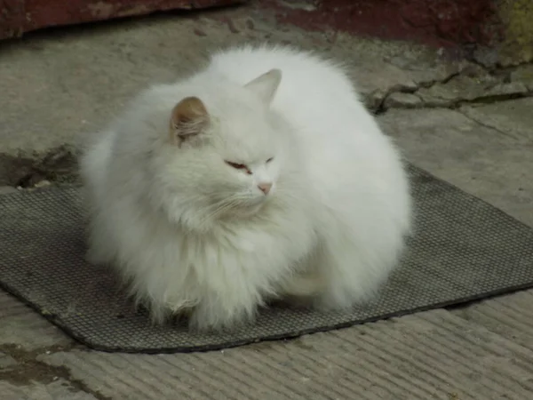 Gato Del Gato Gato Del Gato Latín Felis Silvestris Catus —  Fotos de Stock