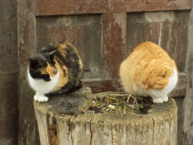 Kedi kedisi (Latince Felis Silvestris catus), kedigiller (Felis) familyasından bir kedi türü.)  