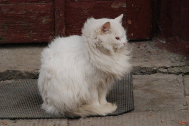 Kedi kedisi (Latince Felis Silvestris catus), kedigiller (Felis) familyasından bir kedi türü.) 