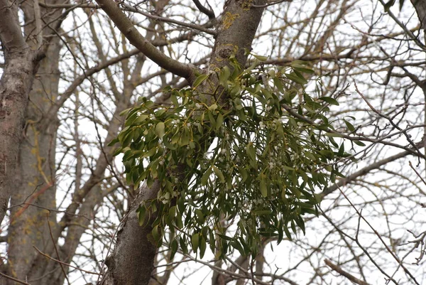 Misletoe イヴィルガ ヴィスクム サンタル科の半寄生性低木の属 Lorantheace — ストック写真