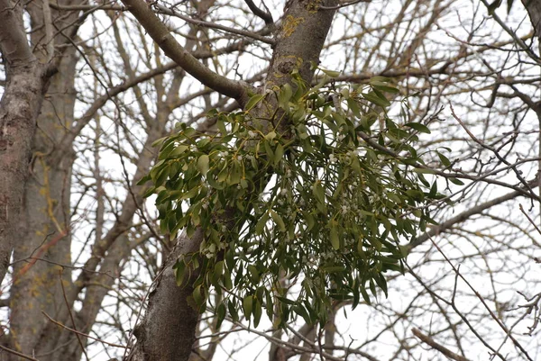 Fagyöngy Ivilga Viscum Santal Család Félélősködő Cserjéinek Nemzetsége Loranthaceae — Stock Fotó