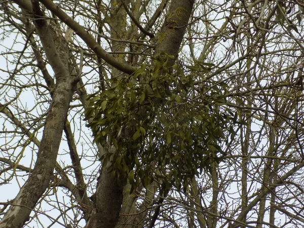 Mistletoe Ivilga Viscum Genre Arbustes Semi Parasites Famille Des Santal — Photo