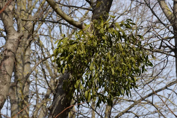 Fagyöngy Ivilga Viscum Santal Család Félélősködő Cserjéinek Nemzetsége Loranthaceae — Stock Fotó