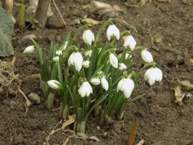 Bahar beyaz çiçeği (Latin leucojum vernum L.)