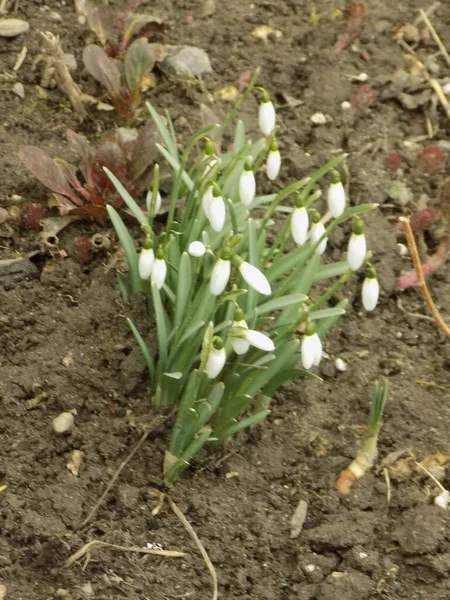 Galanthus, Amaryllidaceae familyasından bir bitki cinsidir.        