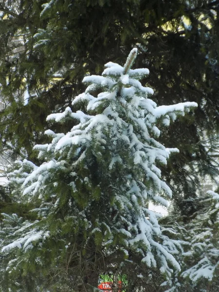 Spar Europese Sparren Sparren Picea Abies Overdekte Kerstboomtak — Stockfoto