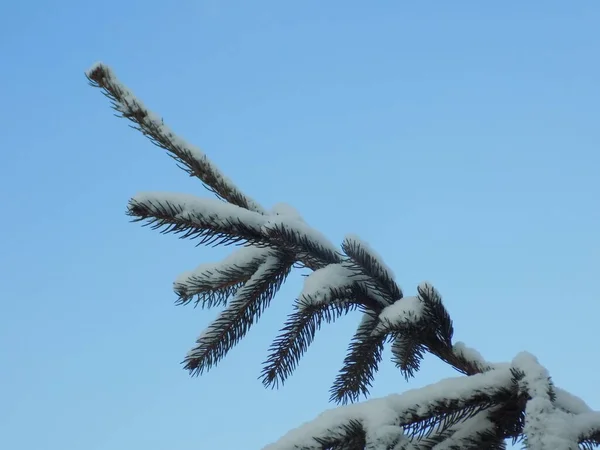 Abeto Europeu Abeto Europeu Abeto Picea Abies Ramo Árvore Natal — Fotografia de Stock