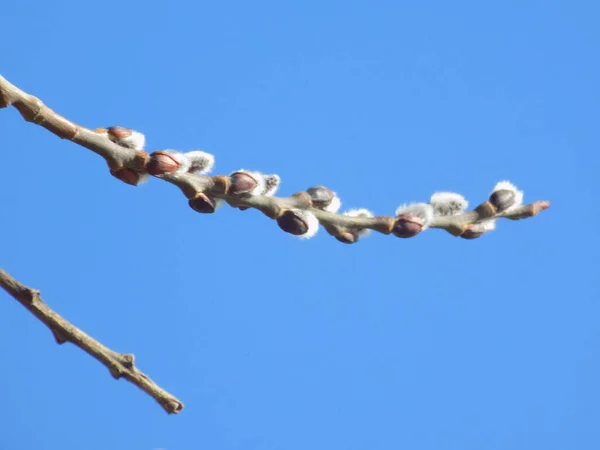 Willow Tükürük Stas Söğüt Vid Prasl Jva — Stok fotoğraf