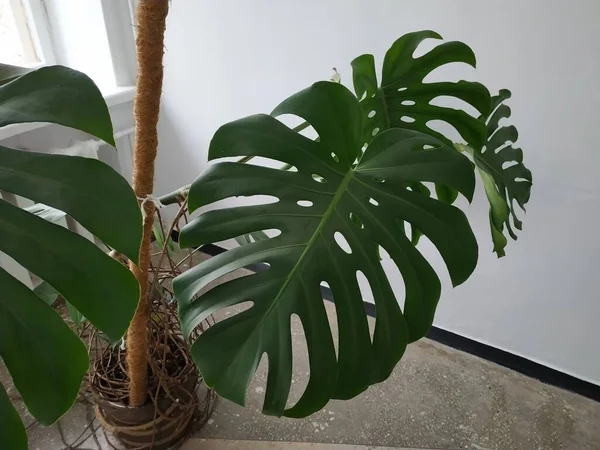 야자수 Indoor Palm Tree Palm Tree Arecaceae 단종의 일종이다 — 스톡 사진