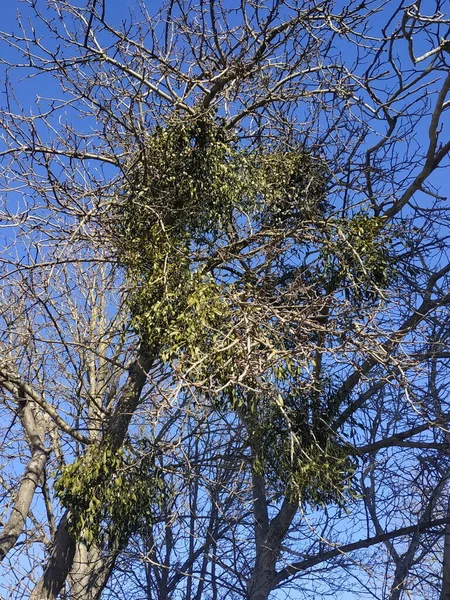 Misletoe イヴィルガ ヴィスクム サンタル科の半寄生性低木の属 Lorantheace — ストック写真
