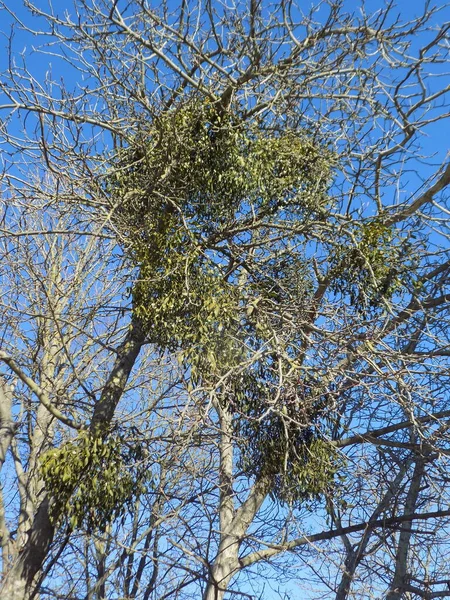 Fagyöngy Ivilga Viscum Santal Család Félélősködő Cserjéinek Nemzetsége Loranthaceae — Stock Fotó