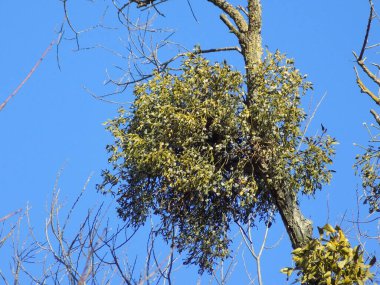 Ökseotu, Ivilga (Viscum) - Santal ailesinin yarı asalak çalılarının cinsi - Loranthaceae        