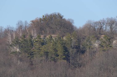 Kozalaklı ormanda kış günü
