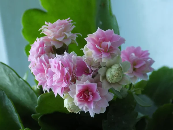 Kalanchoe Blossfeldiana Poelln Est Une Espèce Plante Succulente Vivace — Photo