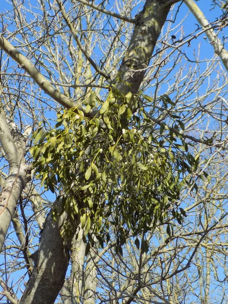 蚕寄生 伊维加 Viscum 桑塔尔科的半寄生灌木属 — 图库照片