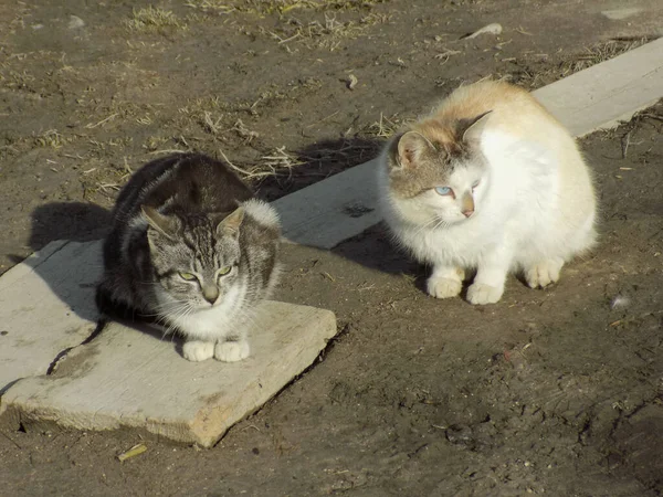 Gato Gato Gato Gato Felis Silvestris Catus Latim Bem Como — Fotografia de Stock