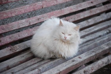 Kedinin kedisi ya da kedinin kedisi (Latin Felis Silvestris catus) ile akrabası olan vahşi kedi (orman). 
