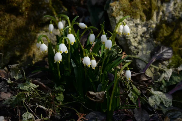 Fleur Blanc Printemps Latin Leucojum Vernum — Photo