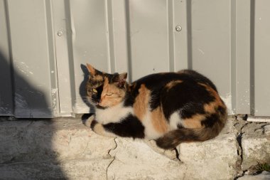 Kedi kedisi (Latince Felis Silvestris catus), kedigiller (Felis) familyasından bir kedi türü.).