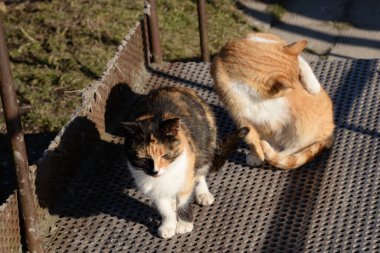 Kedi kedisi (Latince Felis Silvestris catus), kedigiller (Felis) familyasından bir kedi türü.).