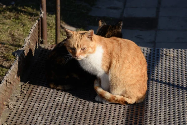 Gato Del Gato Gato Del Gato Latín Felis Silvestris Catus — Foto de Stock