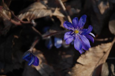 Kardamlası (Scilla) - Asparagaceae familyasından bir bitki cinsi.