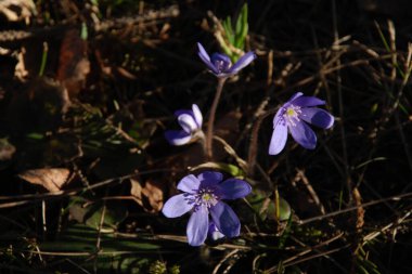 Kardamlası (Scilla) - Asparagaceae familyasından bir bitki cinsi.