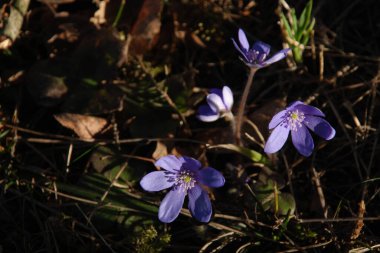 Kardamlası (Scilla) - Asparagaceae familyasından bir bitki cinsi.