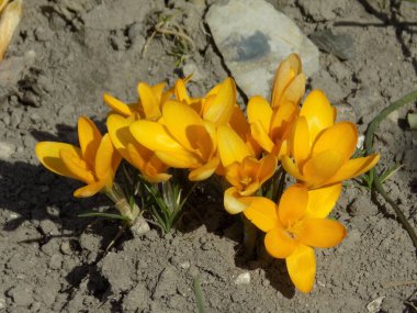 Safran (lat. Crocus (