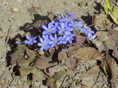 Kardamlası (Scilla) - Asparagaceae familyasından bir bitki cinsi.