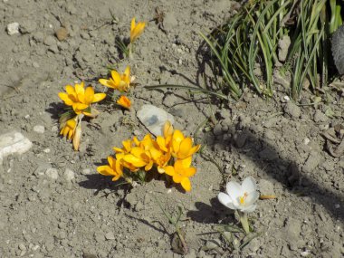 Safran (lat. Crocus (