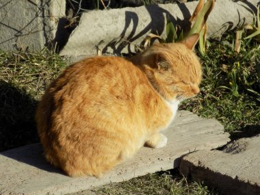 Kedi kedisi (Latince Felis Silvestris catus), kedigiller (Felis) familyasından bir kedi türü.)
