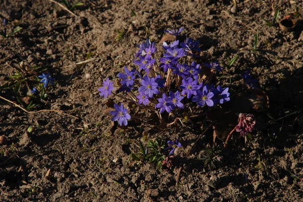 Schneeglöckchen Scilla Eine Pflanzengattung Aus Der Familie Der Spargelgewächse — Stockfoto