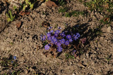 Kardamlası (Scilla) - Asparagaceae familyasından bir bitki cinsi.
