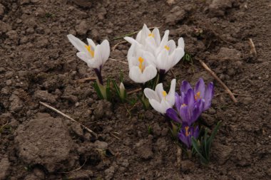 Safran (lat. Crocus (