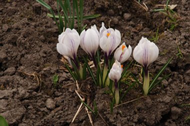 Safran (lat. Crocus (