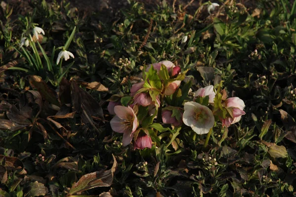 Helleborus, winter rose, Christmas rose, snow rose