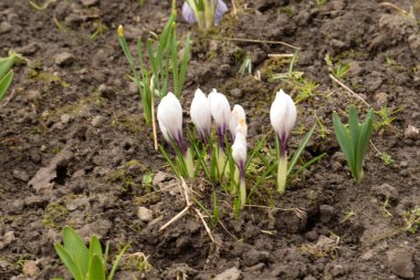 Safran (lat. Crocus (
