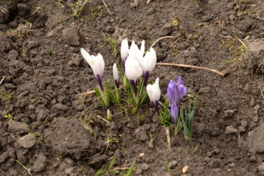 Safran (lat. Crocus (