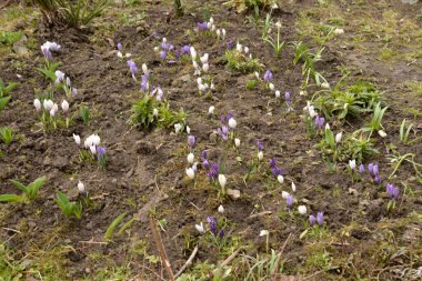 Safran (lat. Crocus (