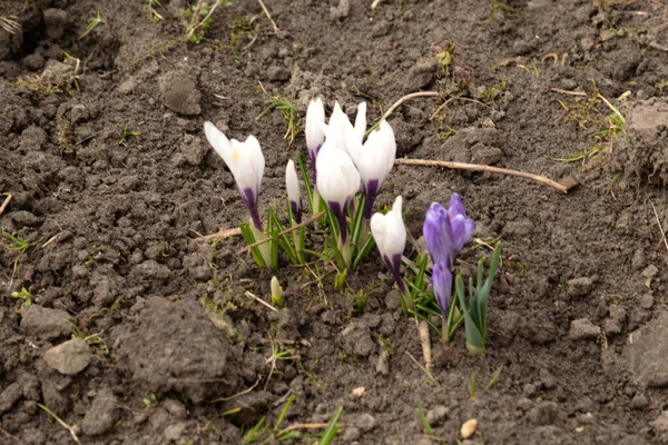 Szafran Łat Krokus Krokus Jest Rodzajem Wieloletnich Roślin Bulwiastych Rodziny — Zdjęcie stockowe