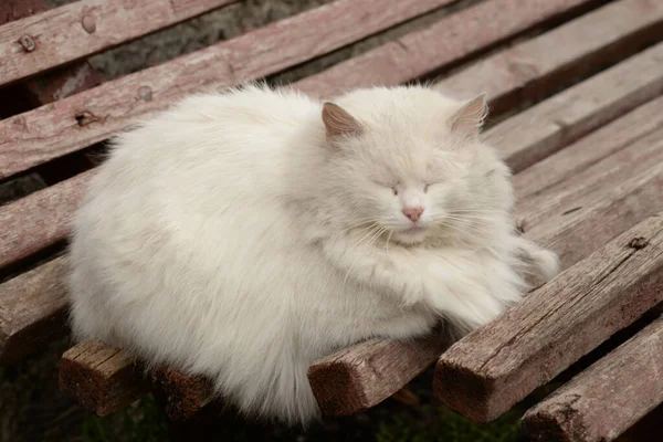 Gato Del Gato Gato Del Gato Latín Felis Silvestris Catus —  Fotos de Stock