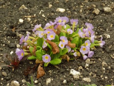 Çuha çiçeği, tavuk körlüğü, çuha çiçeği.